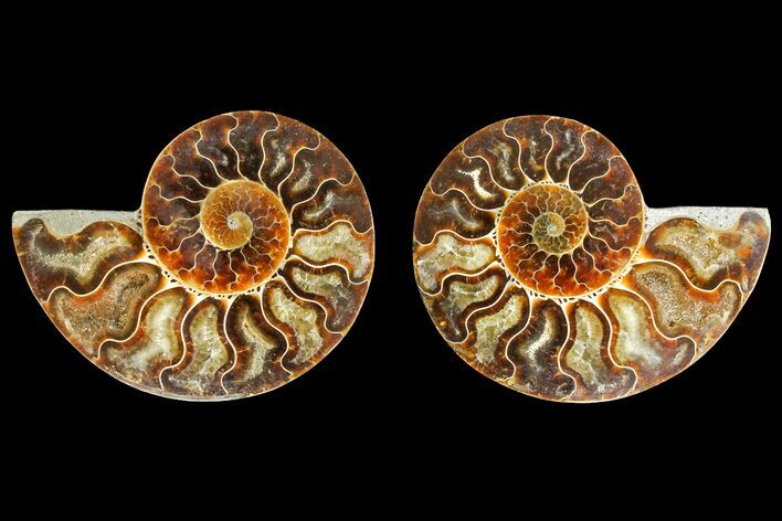 Agatized Ammonite Fossil - Madagascar #139718